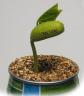 Message Plant