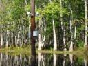 Cameras Search for Ivory-Billed Woodpecker