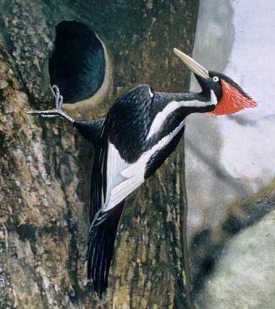 Robotic Cameras Search for Ivory-Billed Woodpecker