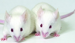 Stem Cell Breakthrough Grows Teeth