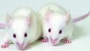 Stem Cell Breakthrough Grows Teeth