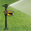 motion activated sprinkler turns on the water when it senses movement