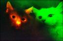 Kittens cloned with modified skin color