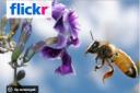 Flickr adds video sharing to its popular photo sharing web site