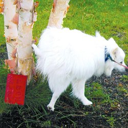 Potty Training Brick makes your dog pee