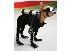 Four-Legged Wetsuits make pets hate you
