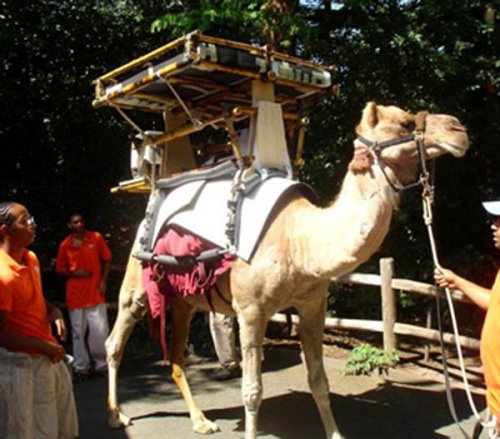 Solar Powered Camel delivers vaccines