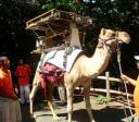 Solar Powered Camel delivers vaccines