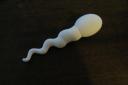 Sperm-shaped USB drive scares laptops everywhere