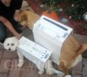 Halloween Wii Dogs look pretty awesome