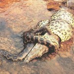 Giant snakes to power 50,000 UK homes