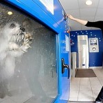 Dog-O-Mat: Automatic dog-washing vending machine