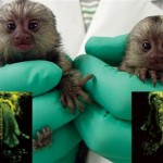 Monkey with glowing green feet passes gene to offspring. Monkey passes glowing gene to offspring in research milestone
