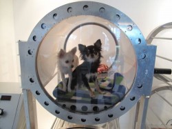 Anti-Aging Oxygen Tank for dogs