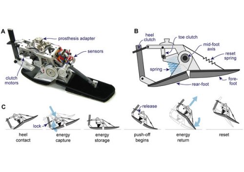 Energy-recycling artificial foot