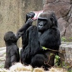 gorillads-sb