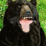 Bear Sleeping Bag
