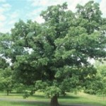 Study finds Wi-Fi radiation bad for trees