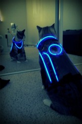 TRON Cat costume